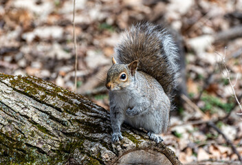 A curious gray squirrel perched on a mossy log, with its bushy tail raised high. Captures a lively moment in a natural forest setting.