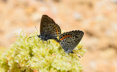 A pair of Square-spotted Blue Butterflies (Euphilotes battoides battoides) on flowering buckwheat in the Virginia Range of Nevada.
