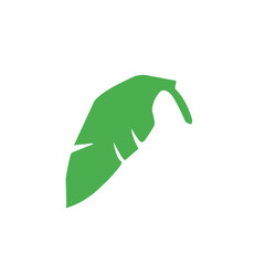 green banana leaf vector