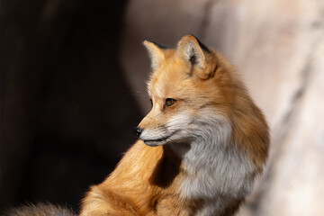 Fototapeta premium red fox vulpes