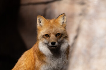 red fox vulpes