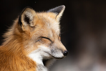 red fox eyes closed