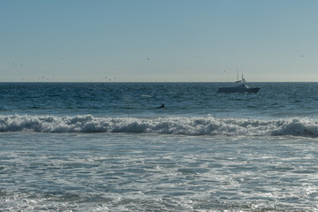 Scenic Zuma Beach vista in winter with a dolphin swimming close to the shore, Malibu, Southern California