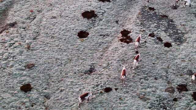 Large reindeer herd moving across a frozen tundra landscape, showcasing the beauty of wildlife in a remote, serene environment