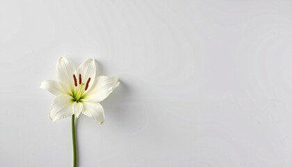 Single white lily on a minimalist white background