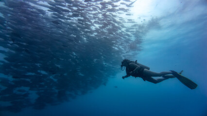 Diving with fish