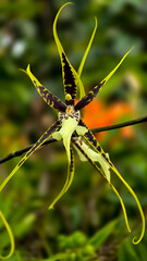 Spider Orchid