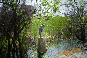 great blue heron standing on tree stump in swamp