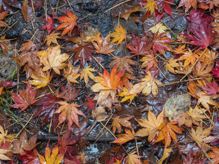 カラフルな落ち葉の絨毯