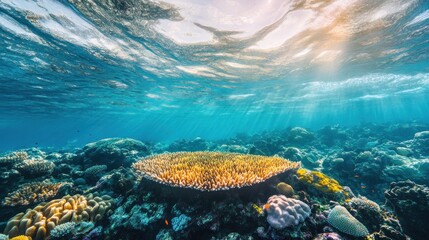 A coral reef with a red coral in the middle. The water is blue and the sky is cloudy