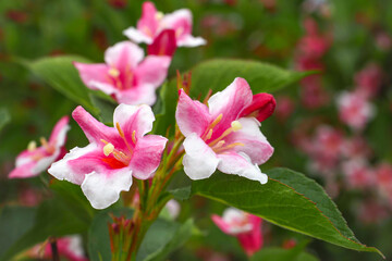 Fototapeta premium Colorful Weigela praecox 'Bouquet Rose' flowers with a five-lobed petals, close up. Weigela is deciduous, ornamental and flowering shrub, popular garden plant in the honeysuckle family Caprifoliaceae.