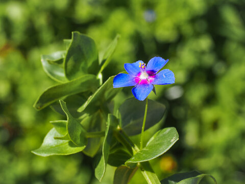 Blue Pimpernel or wild Anagallis Monelli, little colorful flowers, close up. Flaxleaf Pimpernel or Lysimachia Azurea is low-growing, perennial, flowering plant in the Primrose family, Primulaceae.