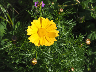 Cota tinctoria or golden marguerite flower, close up. Oxeye chamomile is perennial flowering plant in the Asteraceae family. Bright yellow, daisy-like composite blossom and deep green feathery foliage