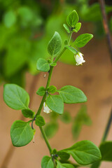 Lily of the valley vine, rather small white flowers and green foliage, close up. Salpichroa origanifolia or cock's-eggs is perennial, rhizomatous flowering plant in the nightshade family, Solanaceae.