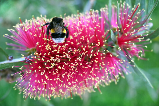 CALISTEMO ROSA FLOR MARAVILLOSA JARDIN GARDEN PRIMAVERA FLORIDO ABEJA ABEJORRO