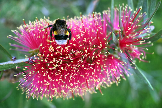 CALISTEMO ROSA FLOR MARAVILLOSA JARDIN GARDEN PRIMAVERA FLORIDO ABEJA ABEJORRO