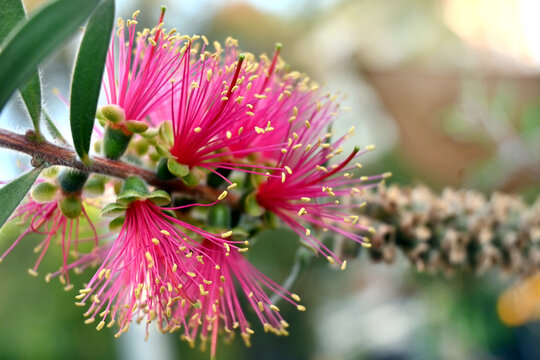 CALISTEMO ROSA FLOR MARAVILLOSA JARDIN GARDEN PRIMAVERA FLORIDO ABEJA ABEJORRO