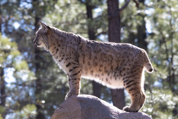 bobcat in the woods