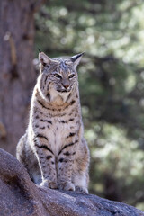 portrait of a bobcat
