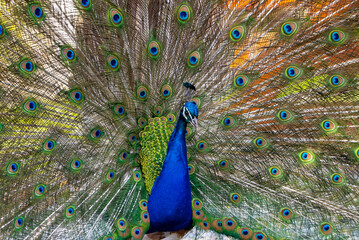 Obraz premium Pavo real