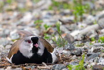 Tero