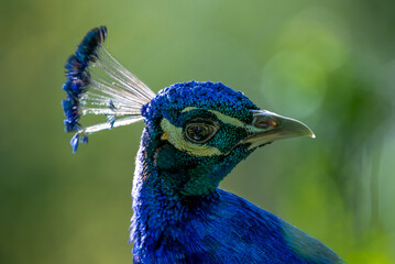 Pavo real