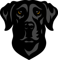 Head of Black Labrador Dog