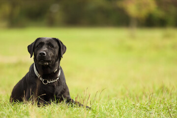 Adorable Labrador Retriever dog lying on green grass. Space for text
