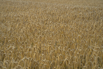 Field of wheats. Ripening ears of wheats in field. Field of wheats. Crops wheat field. Harvesting...