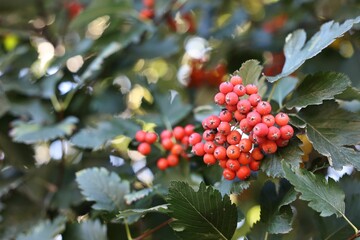 Rowan tree with red berries growing outdoors