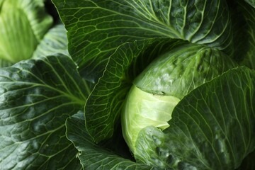 Fototapeta premium One ripe head of cabbage as background, closeup