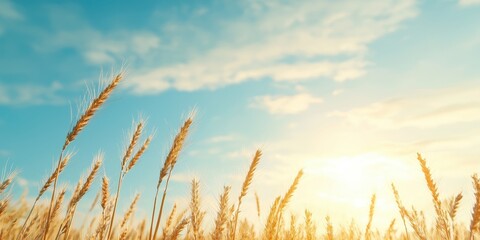 Obraz premium Golden wheat field under a bright sky with soft clouds during the sunset hours.