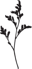 Vector Silhouette Collection: Clean and Bold Designs Set of limonium flowers (small twigs) isolated on white or trans