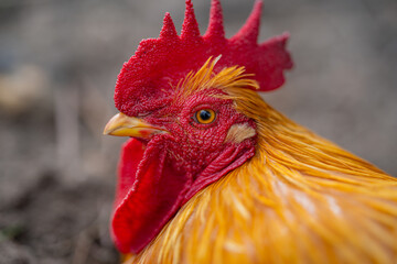 Rooster. Cock rooster. Livestock animals. Poultry dairy farm. Rooster cock at farm. Farming. Countryside Farmland. Rooster at farm. Broiler chicken.