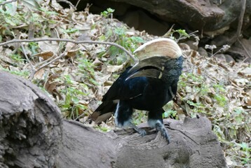 Silvery-cheeked hornbill perched on a log in the forest