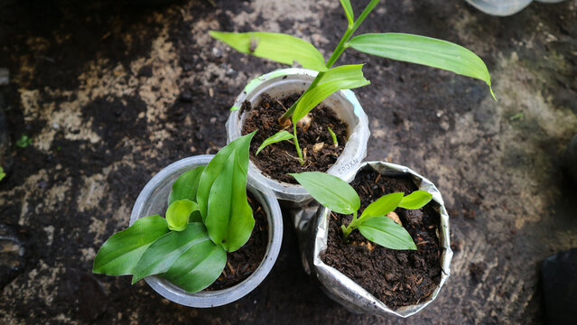 three plants of herbal plants in a pot. the differences between ginger, galangal and turmeric plants. shoots of herbal plants.