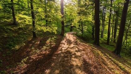 Obraz premium A magical journey through towering trees. 