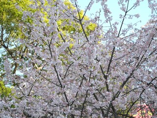 桜の枝