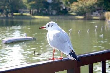 不忍池の鳥