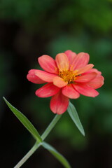 秋の花壇に咲くピンクのヒャクニチソウ