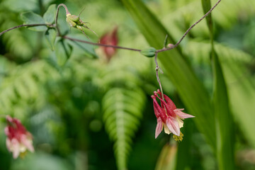red columbine flower closeup
