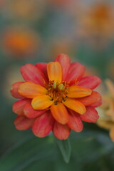 オレンジ色のヒャクニチソウの花