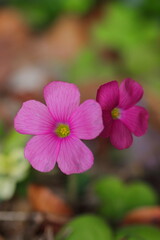 ピンクのオキザリス