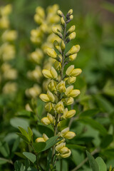 Yellow False Indigo in a graden