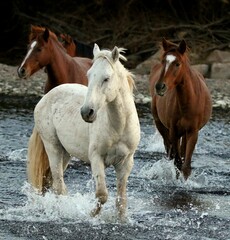 Obraz premium Wild Horses Crossing the River 