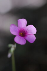 木漏れ日の中のピンクのイモカタバミ