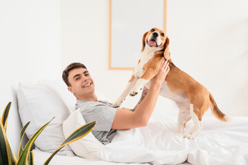 Young man in bed playing with adorable Beagle dog at home
