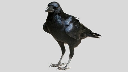 Black raven isolated on white background, crow cutout in empty backdrop