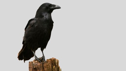 Black raven isolated on white background, crow cutout in empty backdrop