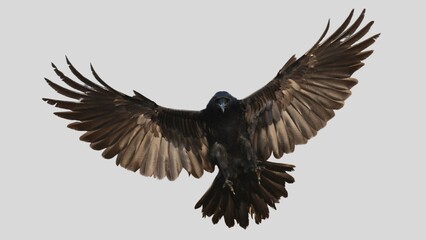 Black raven isolated on white background, crow cutout in empty backdrop